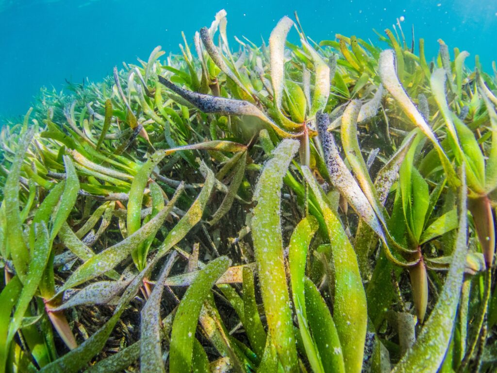 Healthy Coral Reefs Boost Food Supply
